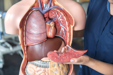 anatomidocka vård